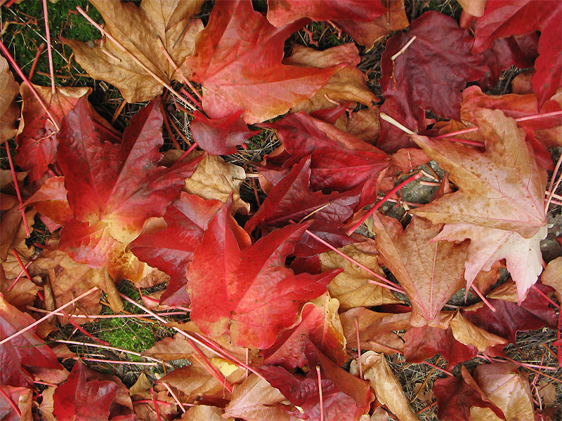 Image of Parthenocissus tricuspidata specimen.