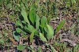 Limonium scoparium. Вегетирующие растения. Крым, Караларский природный парк, окр. бухты Шелковица, Серная балка, берег степного озера. 08.05.2021.