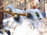 Salix caprea. Верхушка побега с распускающимися соцветиями после снегопада и заморозка. Ульяновск, Заволжский р-н, парк им. 40-летия ВЛКСМ. 05.04.2022.