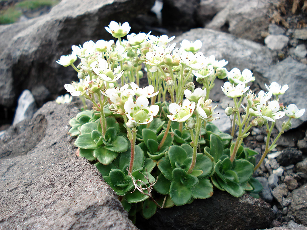 Изображение особи Micranthes merkii ssp. idsuroei.