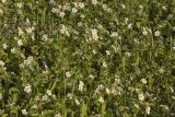 Fragaria campestris. Цветущие растения. Крым, Бахчисарайский р-н, окр. пгт Куйбышево, поляна на склоне каменистого холма. 02.05.2022.