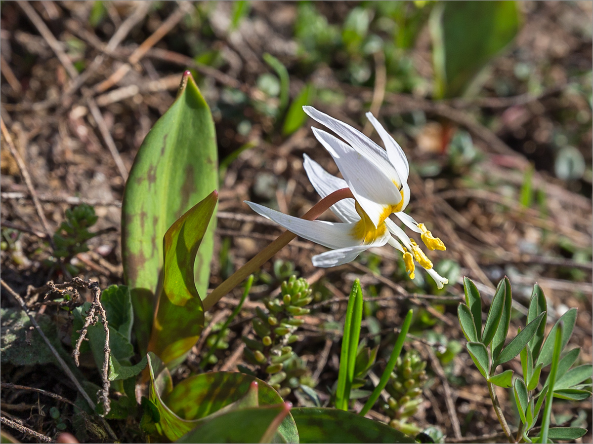 Изображение особи Erythronium caucasicum.