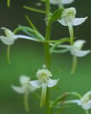 Platanthera chlorantha. Цветки. Краснодарский край, Крымский р-н, окр. станицы Неберджаевская, ур. Глубокий Яр, буково-дубово-грабовый лес. 26.05.2022.