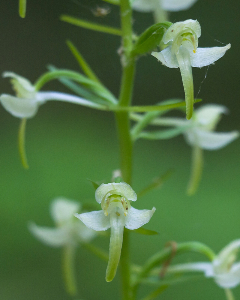 Изображение особи Platanthera chlorantha.