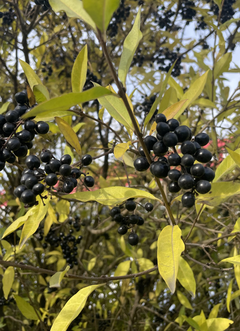 Image of Ligustrum vulgare specimen.