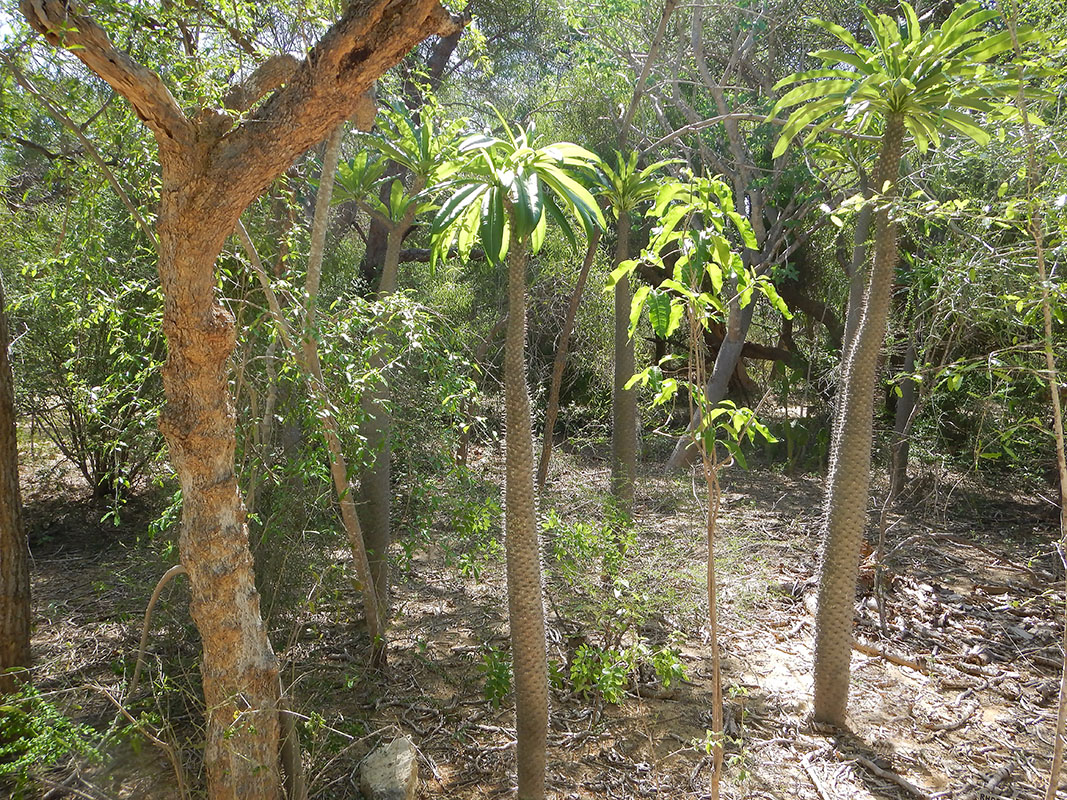 Image of genus Pachypodium specimen.