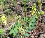 Astragalus secundus