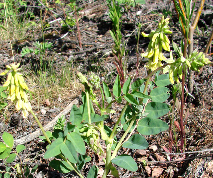 Изображение особи Astragalus secundus.