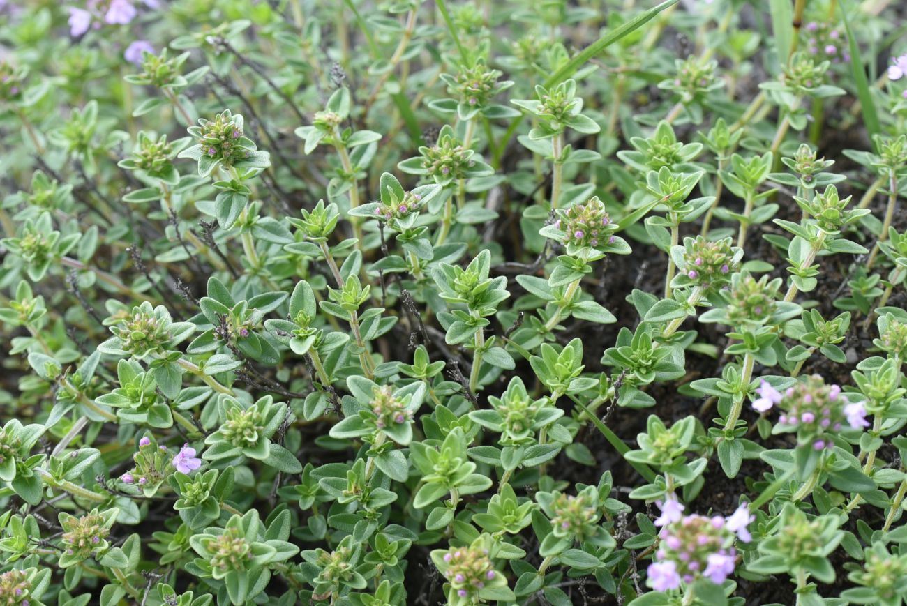 Изображение особи Thymus caucasicus.