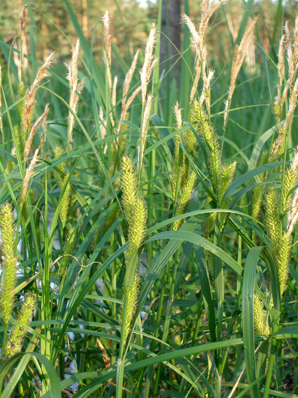 Image of Carex atherodes specimen.