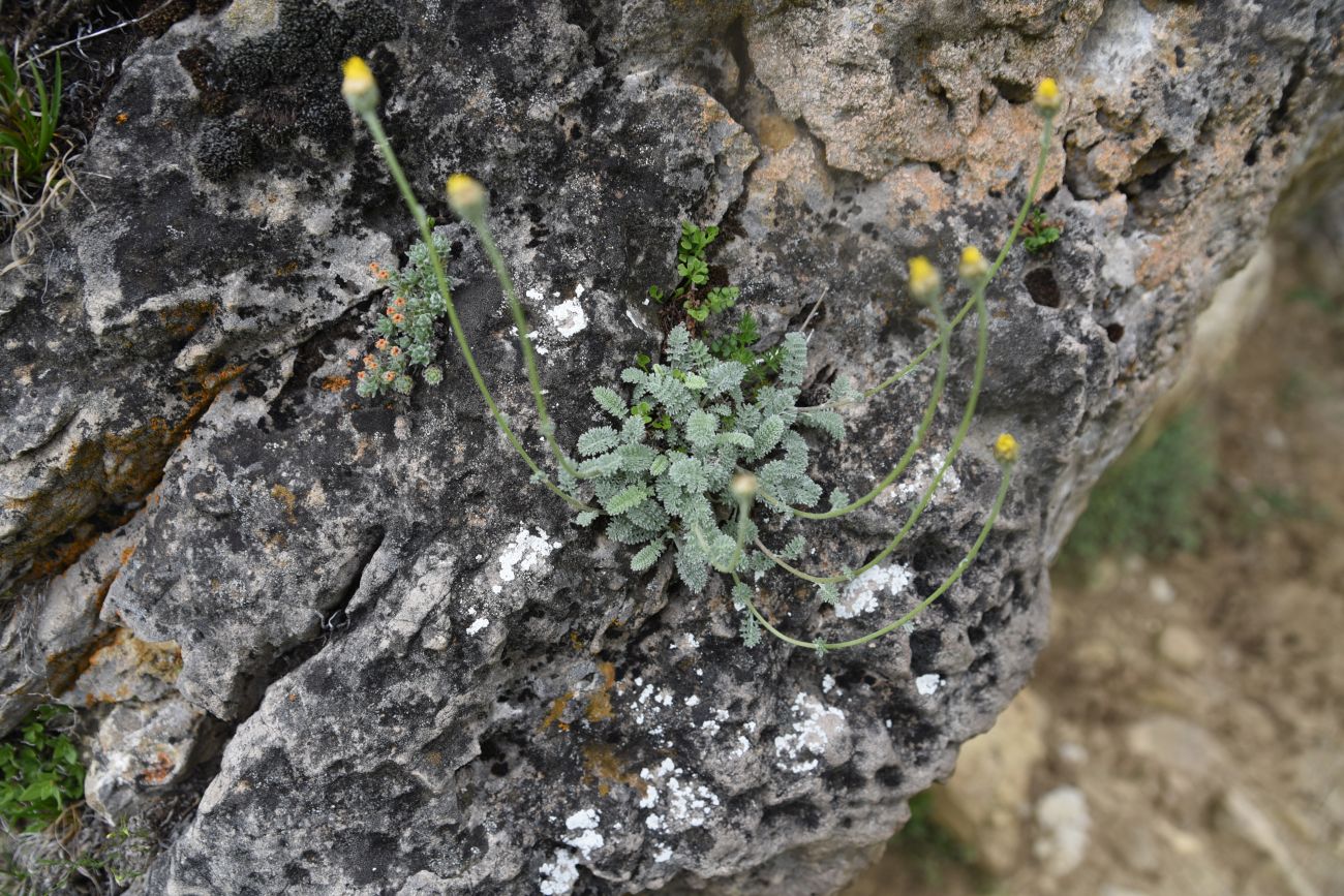 Image of Anthemis marschalliana ssp. pectinata specimen.