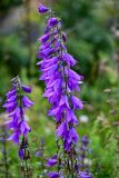 Campanula rapunculoides. Соцветие. Северная Осетия, Пригородный р-н, окр. с. Даргавс, ≈ 1400 м н.у.м., луговой склон. 23.07.2022.