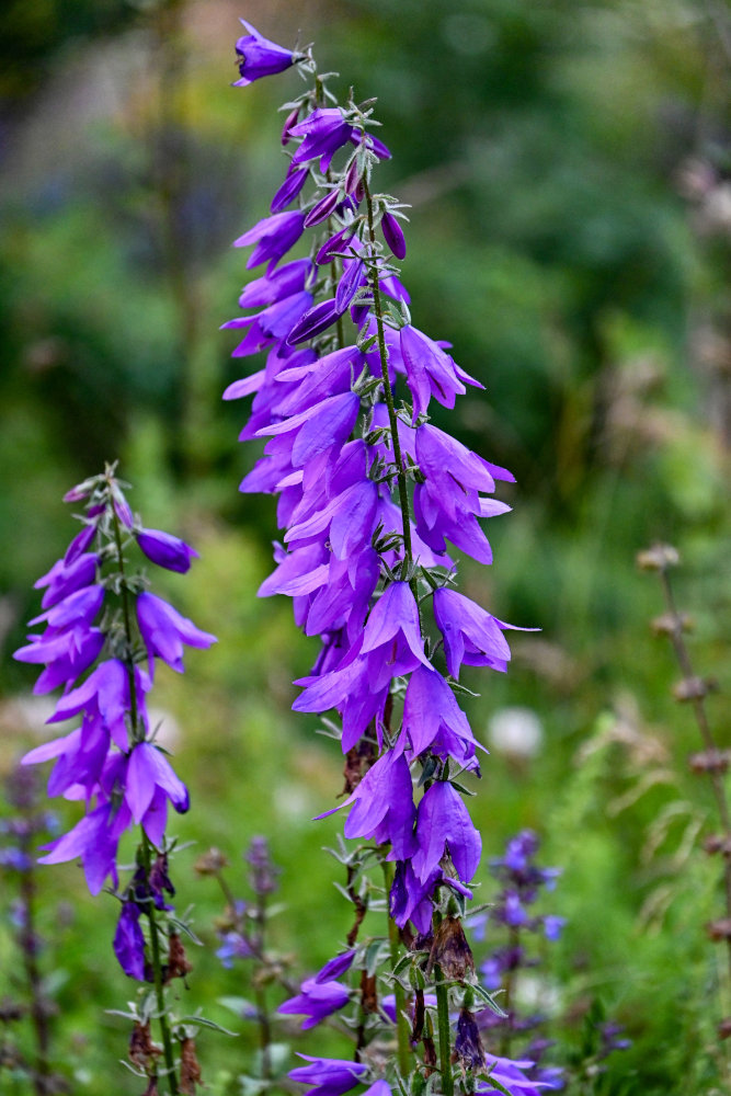 Image of Campanula rapunculoides specimen.