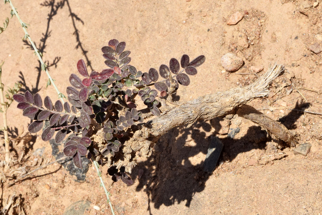 Изображение особи род Astragalus.