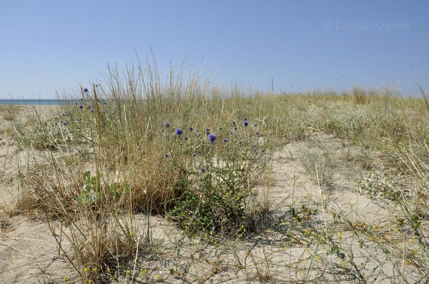 Image of genus Echinops specimen.