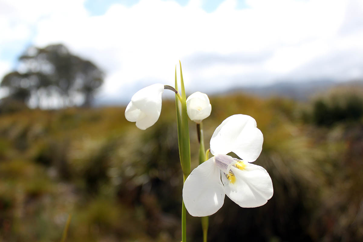 Image of Diplarrena latifolia specimen.