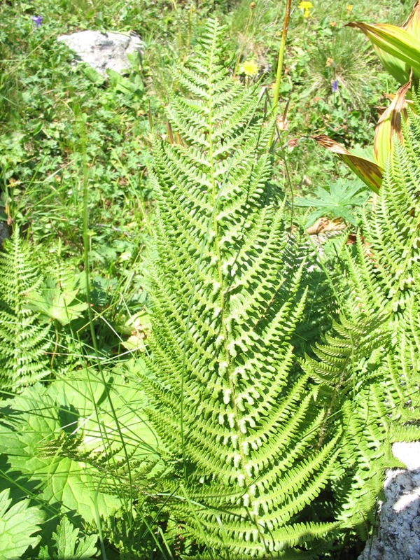 Image of Dryopteris oreades specimen.