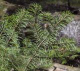 Abies sibirica