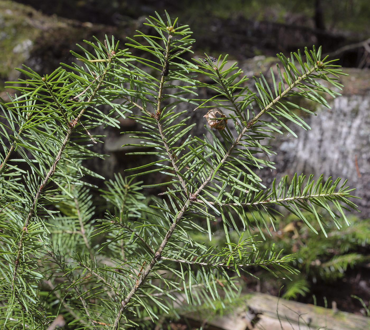 Image of Abies sibirica specimen.