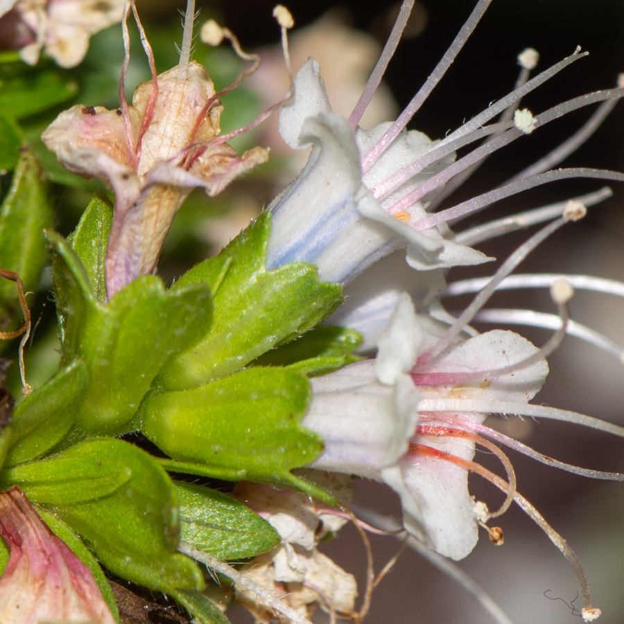 Image of Echium decaisnei specimen.