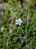 genus Linum