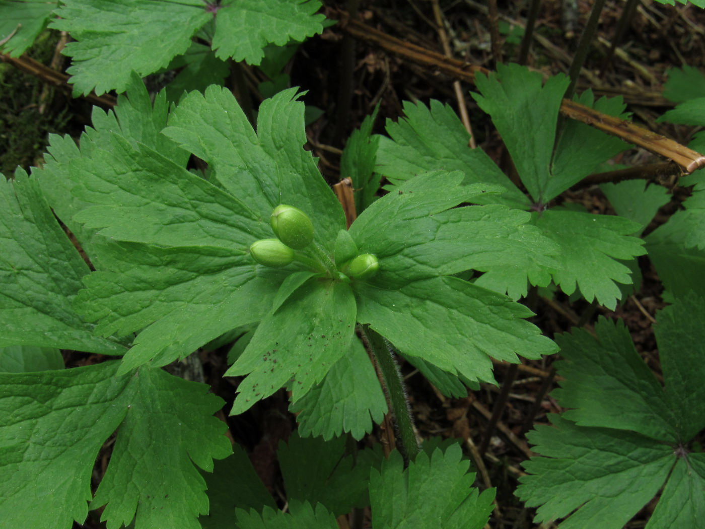 Изображение особи Anemone baicalensis ssp. occidentali-sajanensis.