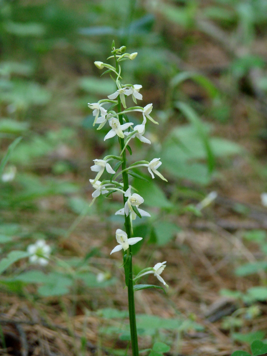 Изображение особи Platanthera bifolia.