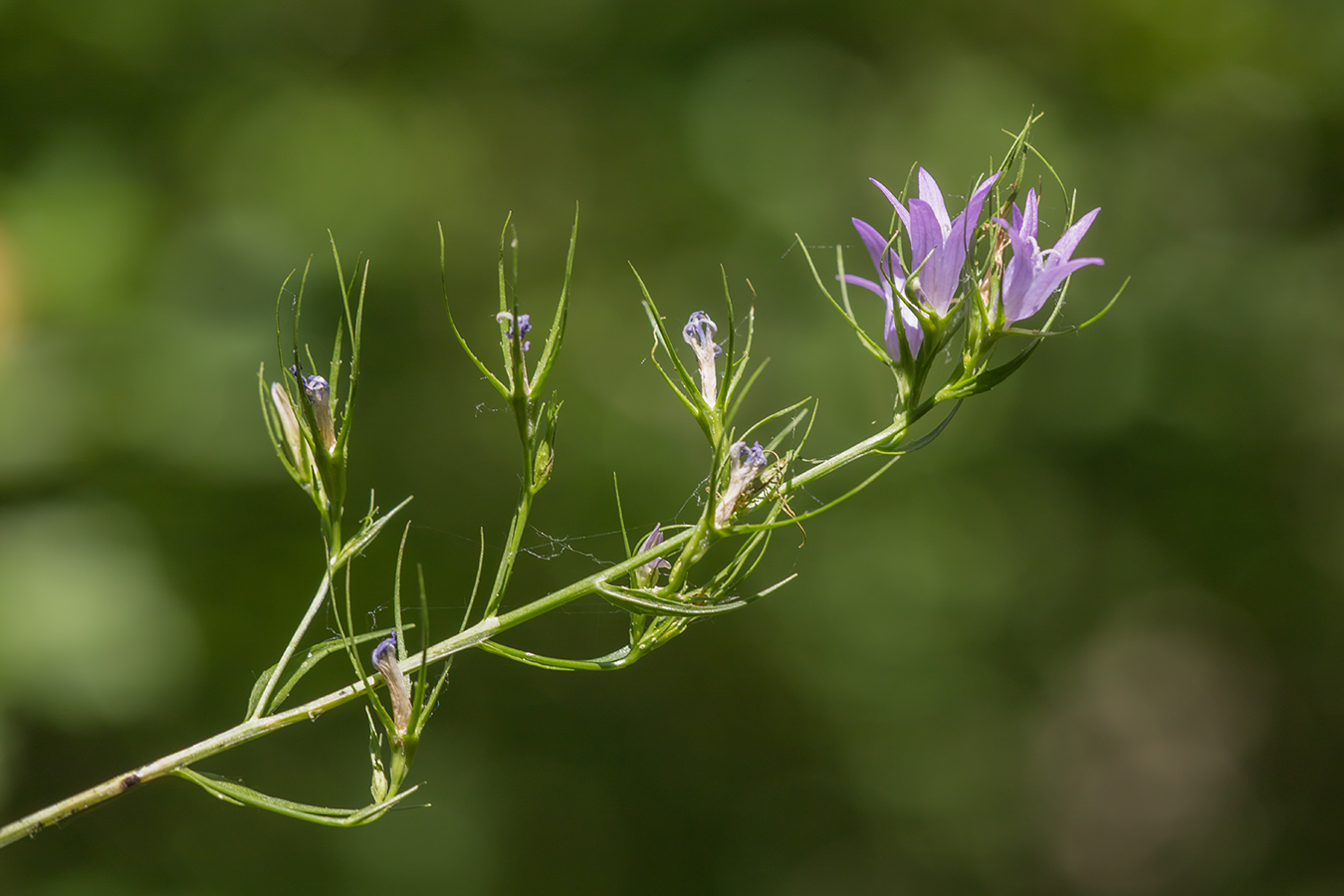 Image of Campanula rapunculus specimen.