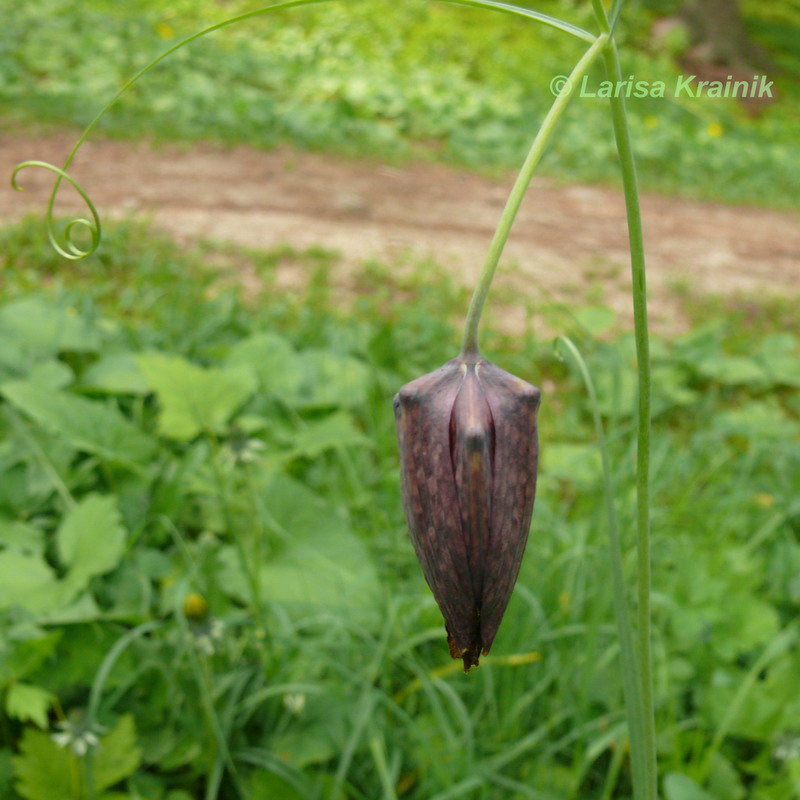 Изображение особи Fritillaria ussuriensis.