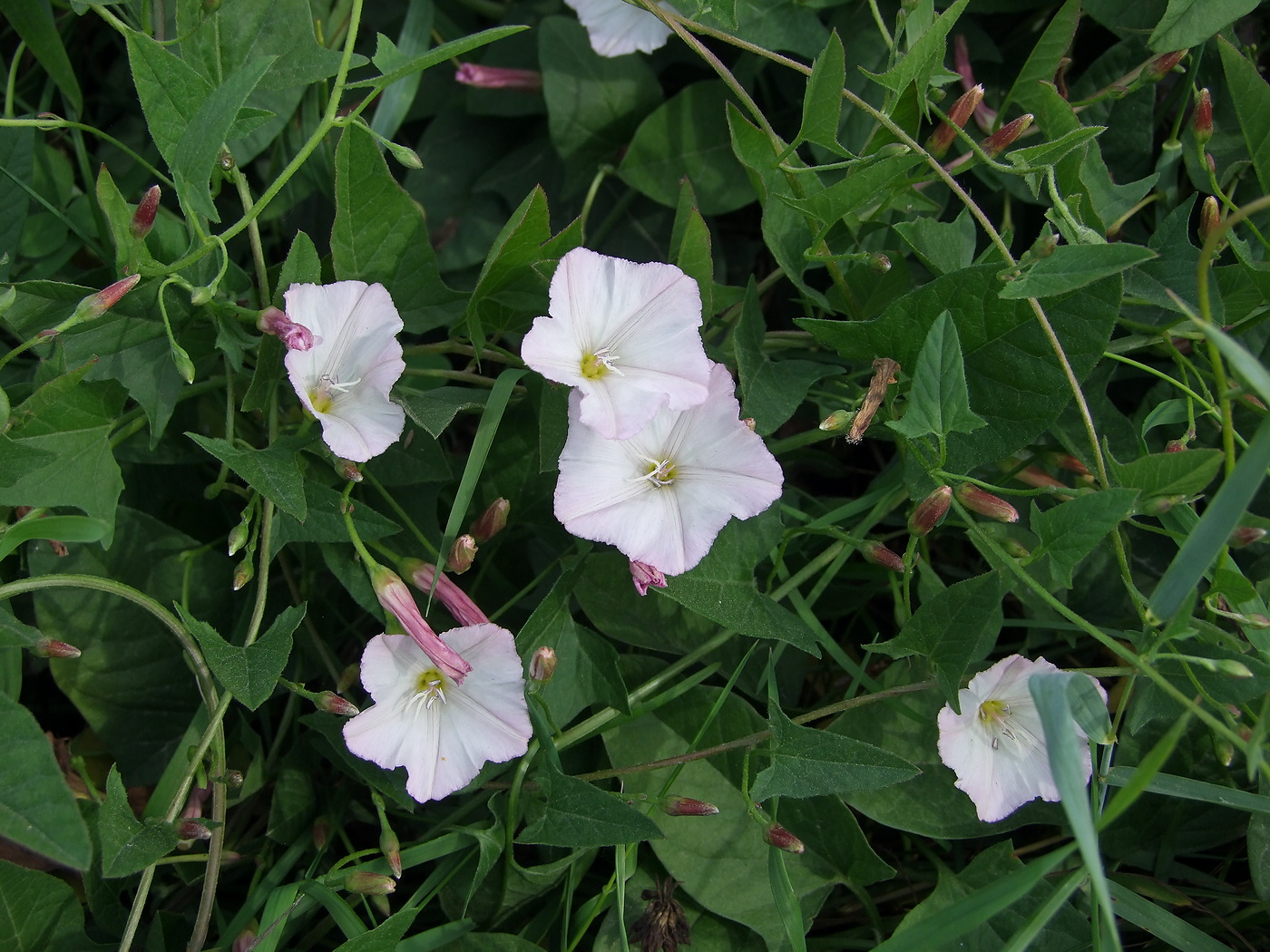 Image of Convolvulus arvensis specimen.