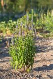 Veronica longifolia. Цветущее и плодоносящее растение. Ленинградская обл., Выборгский р-н, Финский залив, о-в Лисий, песчано-галечный пляж. 03.07.2021.