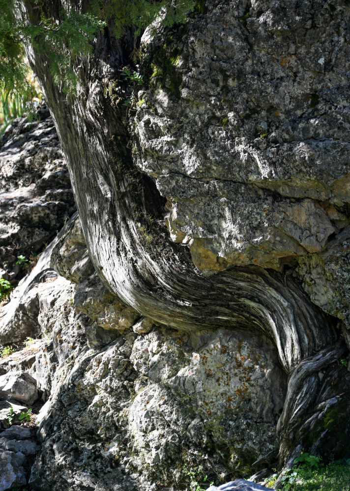 Image of Juniperus semiglobosa specimen.