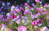 Petunia × atkinsiana