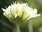 Scabiosa ochroleuca. Элементарное соцветие, вид со стороны обёртки. Белгородская обл., окр. пос. Борисовка, остепнённый луг на склоне под дендрарием заповедника. 03.07.2010.