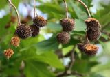 Platanus × acerifolia. Прошлогодние соплодия. Краснодарский край, м/о Анапа, пос. Витязево, ул. Знойная, в озеленении. 05.06.2021.