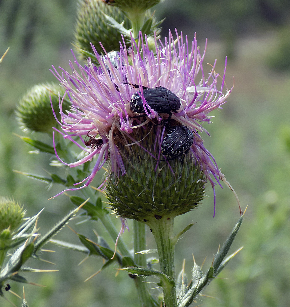 Image of Cirsium serrulatum specimen.