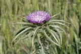 Silybum marianum