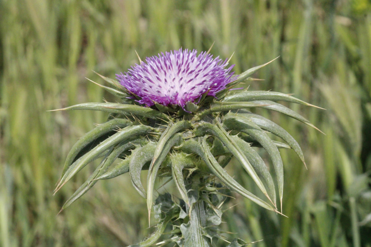 Изображение особи Silybum marianum.
