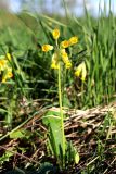 Primula veris