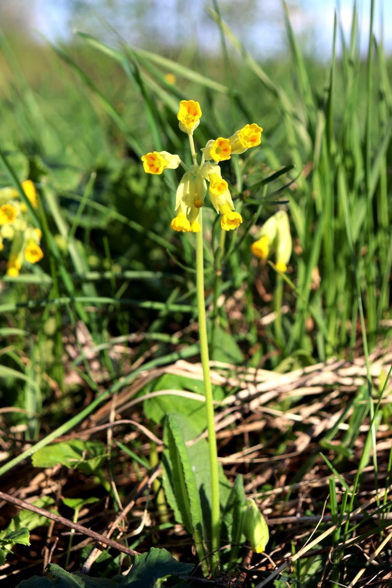 Image of Primula veris specimen.