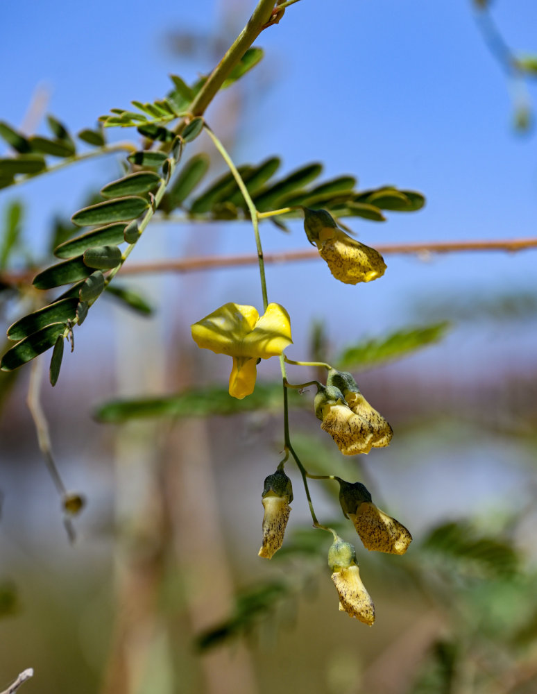 Image of Sesbania sesban specimen.