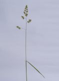Dactylis glomerata. Верхушка цветущего растения. Республика Молдова, пригород Кишинёва. 29 мая 2010 г.