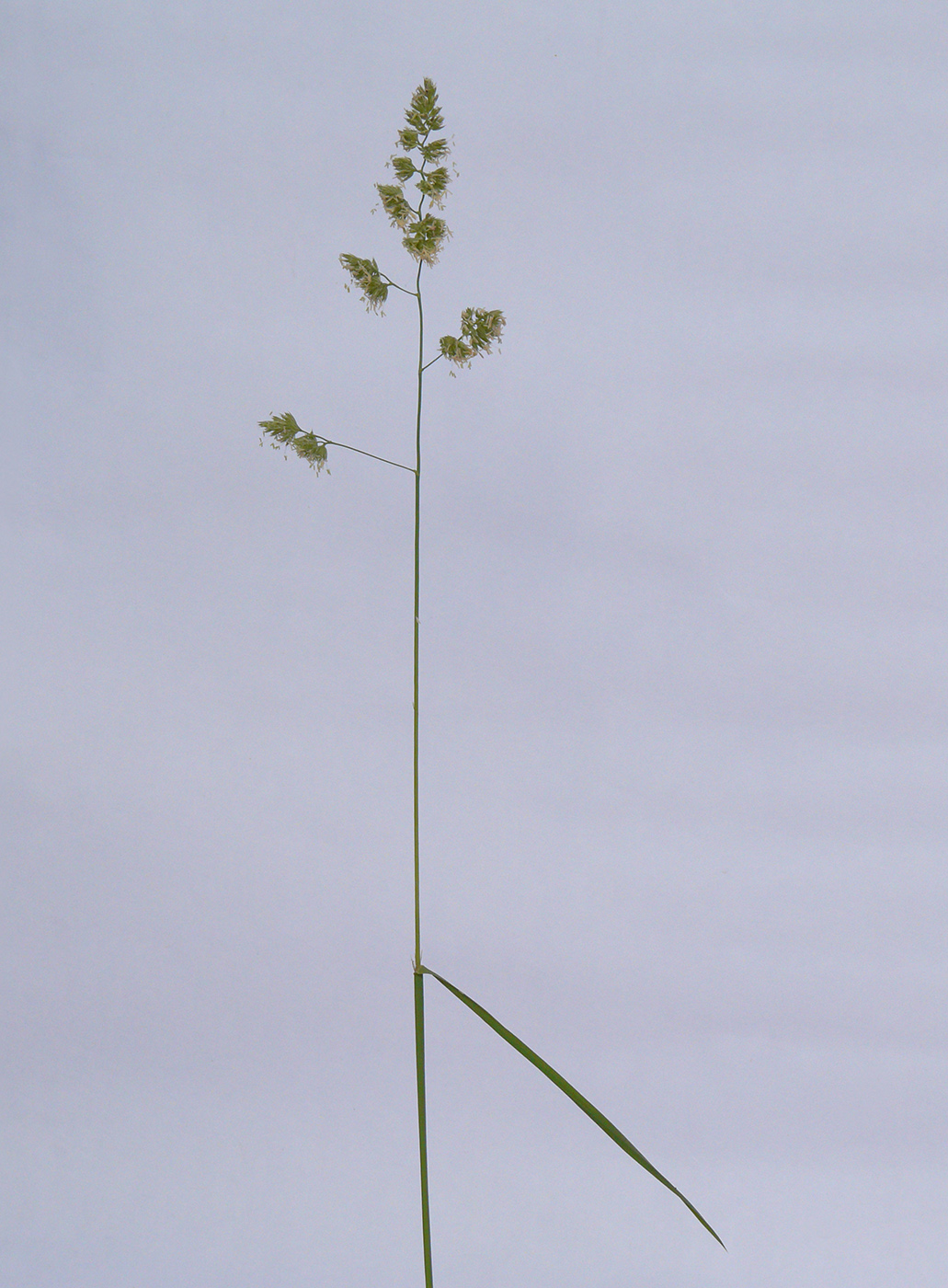 Изображение особи Dactylis glomerata.