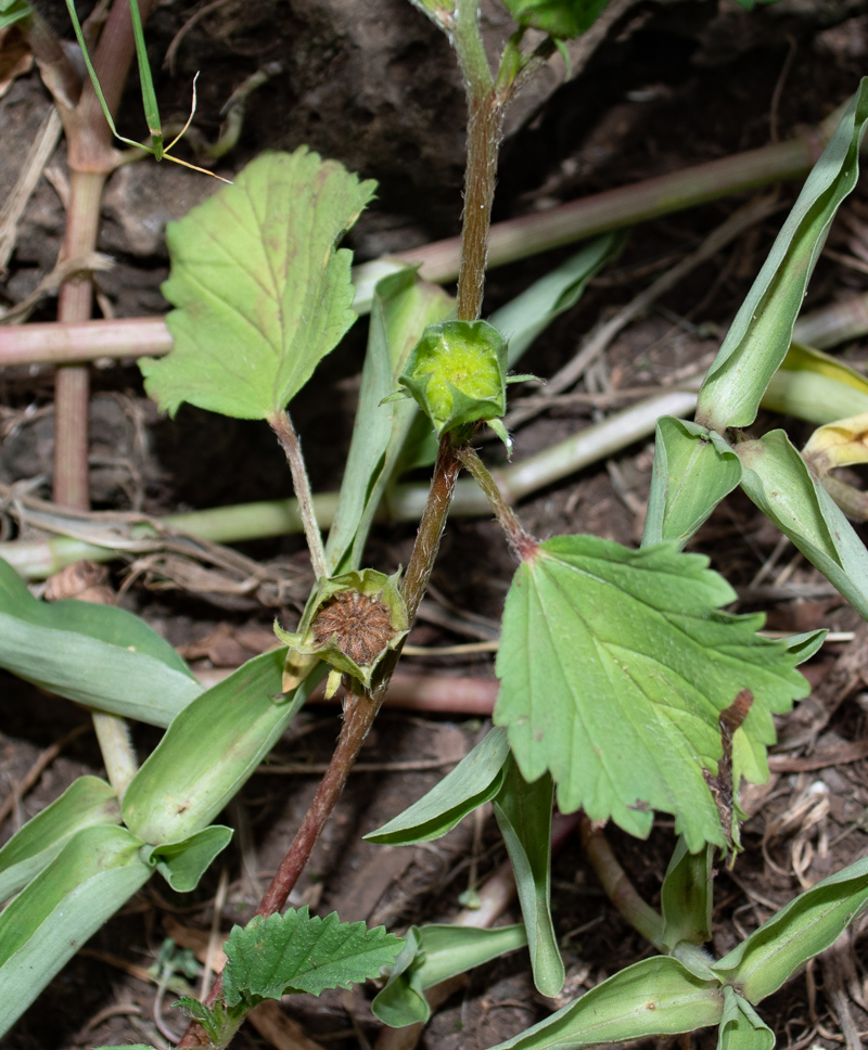 Изображение особи Malvastrum coromandelianum.