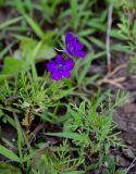 Delphinium ajacis. Цветущее растение. Оренбургская обл., г. Орск, в культуре. 03.07.2023.