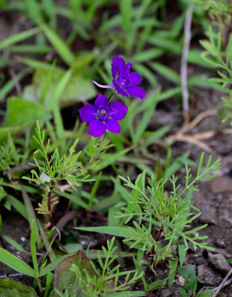 Изображение особи Delphinium ajacis.