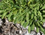Globularia trichosantha. Прикорневые листья. Крым, Белогорский р-н, окр. с. Мичуринское, отроги горы Кубалач, степной склон. 7 июня 2023 г.