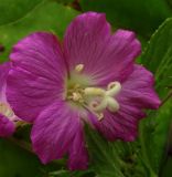 Epilobium hirsutum