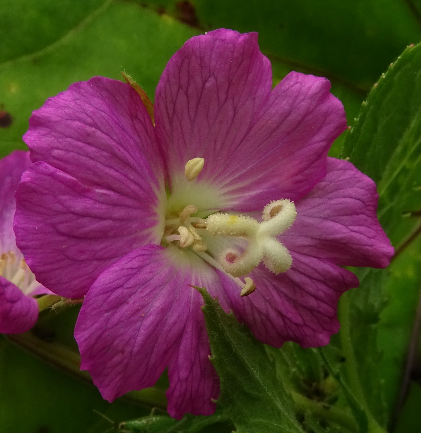 Image of Epilobium hirsutum specimen.