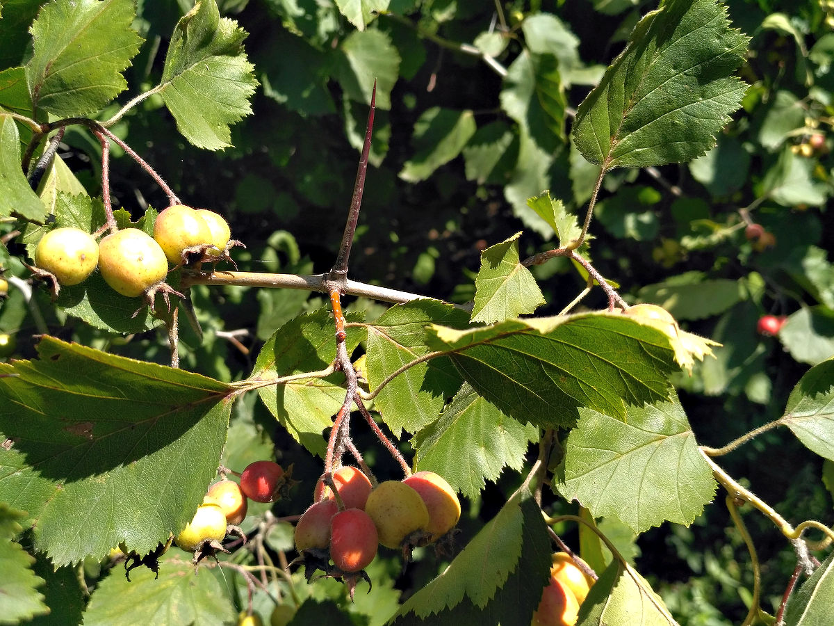 Image of genus Crataegus specimen.